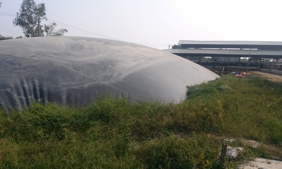 hầm biogas trang trại chăn nu&ocirc;i bằng m&agrave;ng hdpe